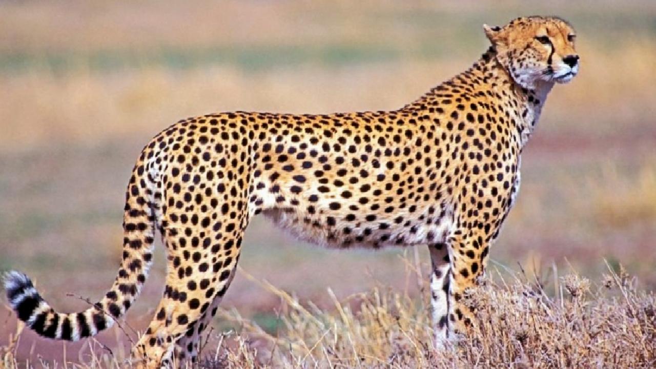 Which Are the Fastest Animals in the World? – TechnoPixel