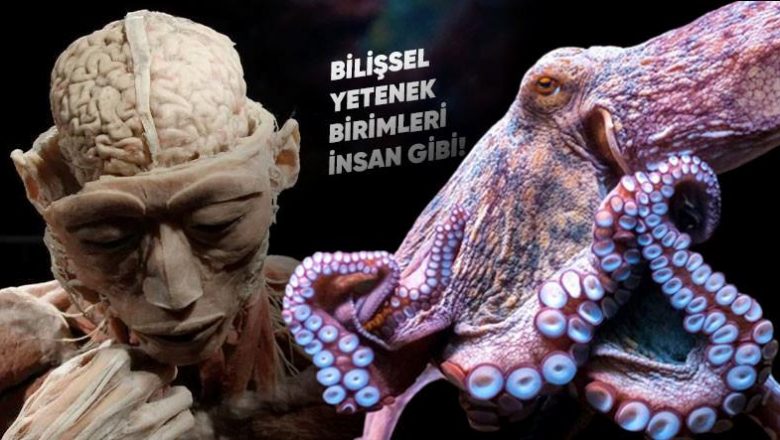 The Strange Similarity Between Octopus and Human Brains - TechnoPixel